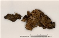 藏品(長根地卷)的圖片